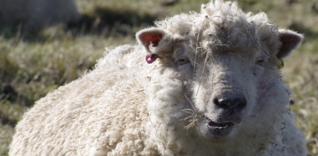 Merino Schaf